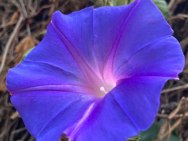 Glory in the&nbsp;Morning