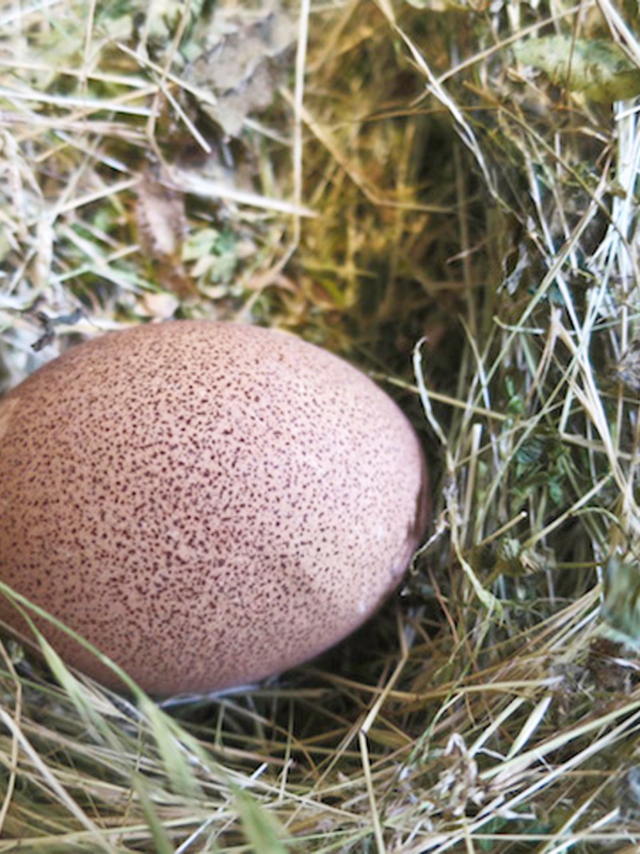 Egg