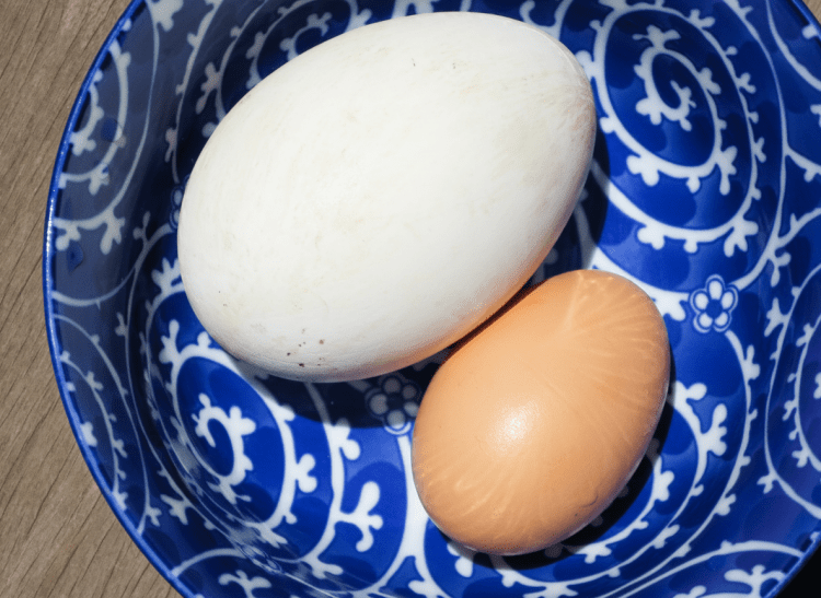 Enhance lighting, sharpness, natural color balance